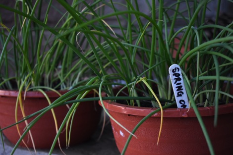 Spring onions growing in pots